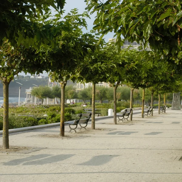 Morus alba 'Macrophylla' – morušovník bílý 'Macrophylla'
