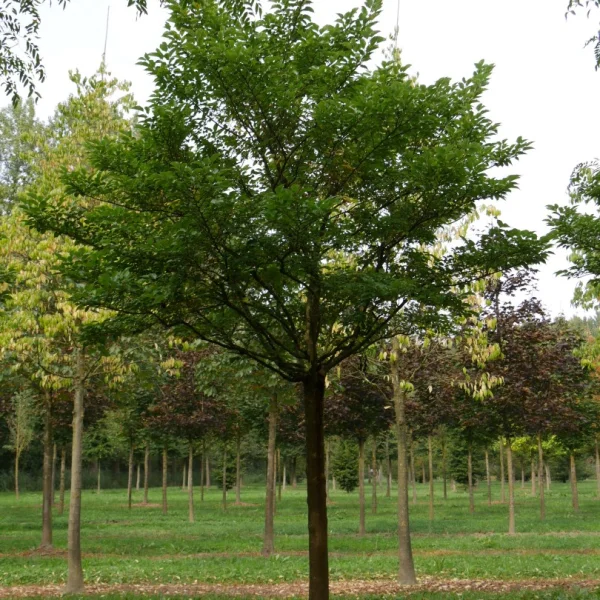 Morus alba 'Nana Issai' – morušovník bílý 'Nana Issai'