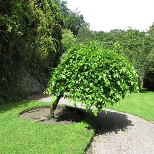 Morus alba 'Pendula' – morušovník bílý 'Pendula'