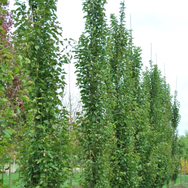 Morus alba 'Pyramidalis' – morušovník bílý 'Pyramidalis'