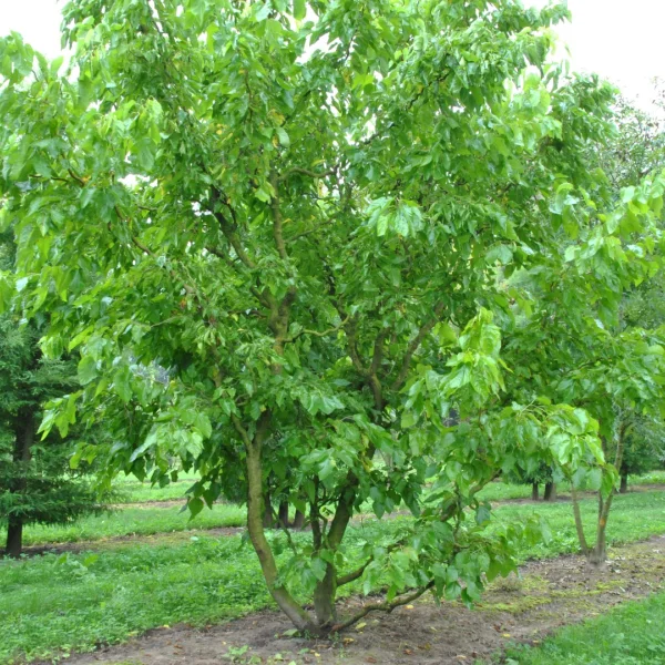 Morus latifolia 'Spirata' – moruše velkolistá Spirata