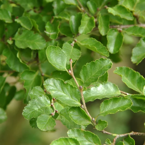 Nothofagus antarctica – bukovec,pabuk antarktický