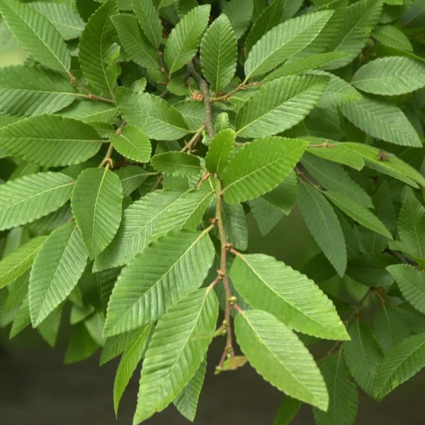 Nothofagus nervosa – bukovec, pabuk nervosa