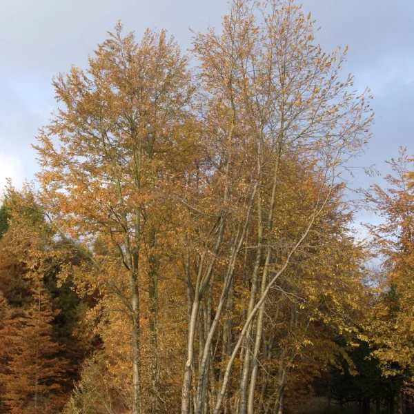 Nothofagus obliqua – bukovec, pabuk obliqua