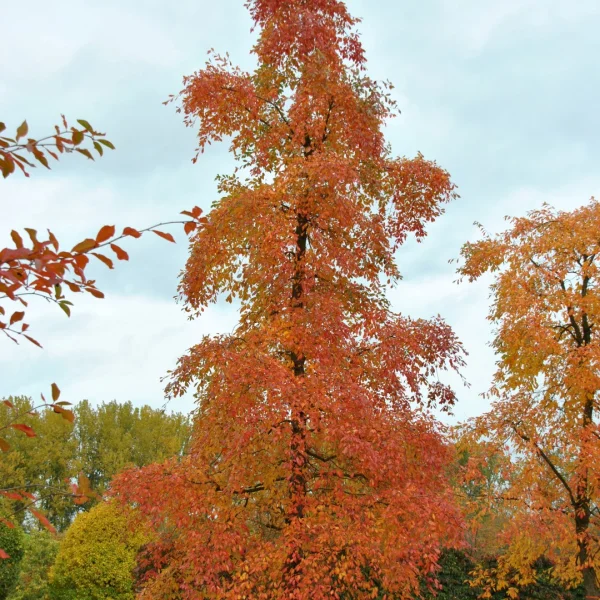 Nyssa sylvatica – tupela lesní
