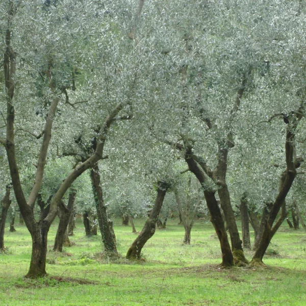 Olea europaea – olivovník evropský
