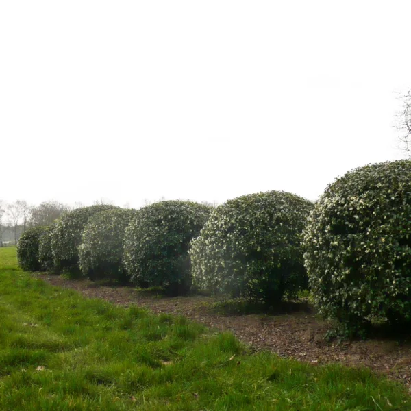 Osmanthus burkwoodii – vonokvětka Burkwoodova