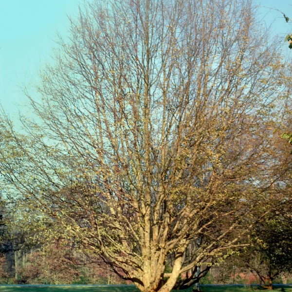 Ostrya virginiana – habrovec virginský