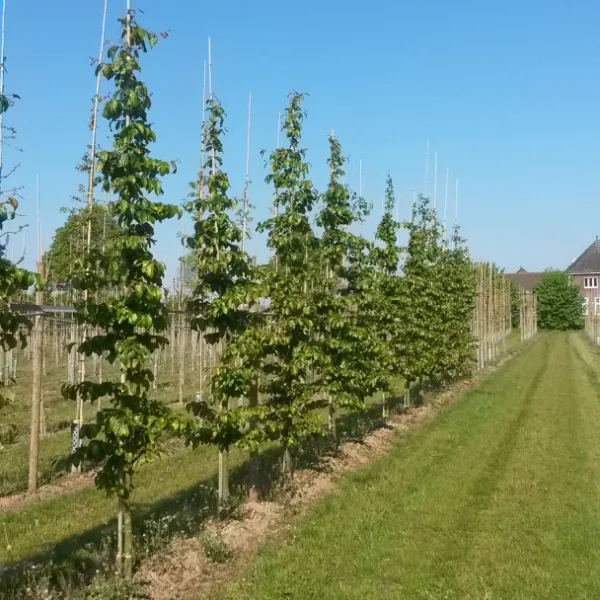 Parrotia persica 'Bella' – parocie perská 'Bella'