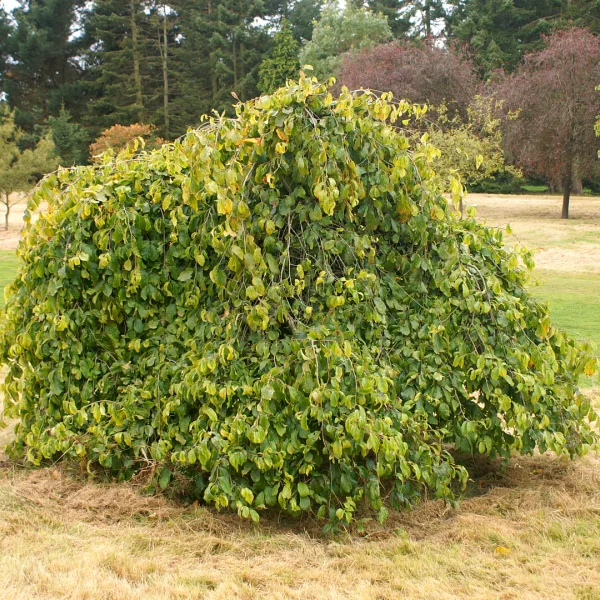 Parrotia persica 'Pendula' – parocie perská 'Pendula'