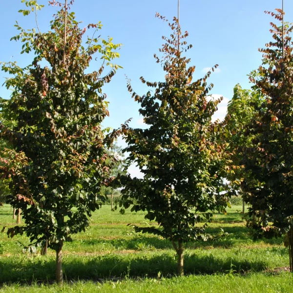 Parrotia persica 'Vanessa' – parocie perská 'Pendula'