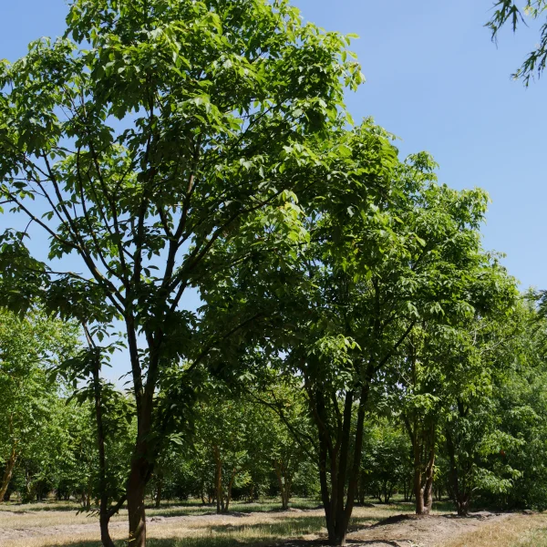 Acer triflorum – javor tříkvětý