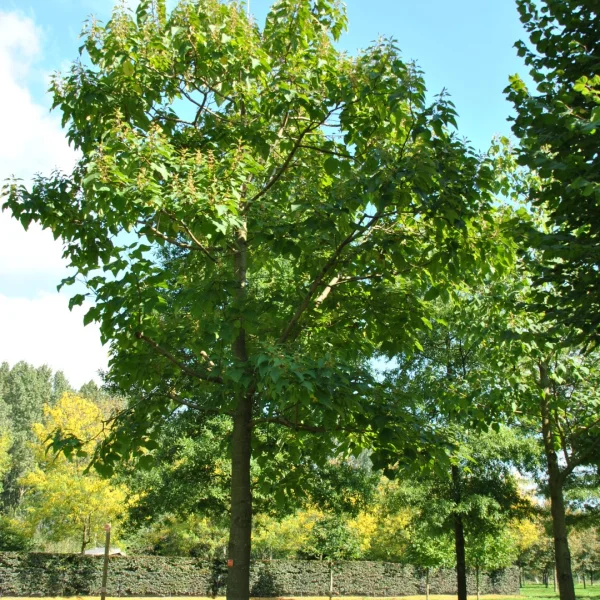 Paulownia elongata – pavlovnie protáhlá