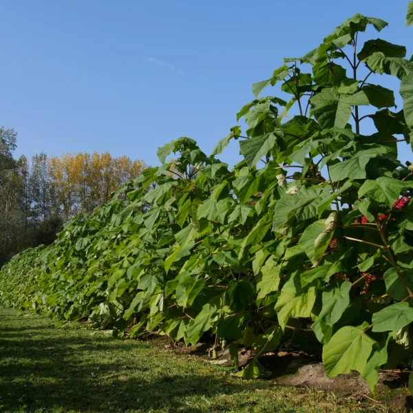 Paulownia fortunei FAST BLUE ('Minfast') – pavlovnie fortuneova FAST BLUE ('Minfast')