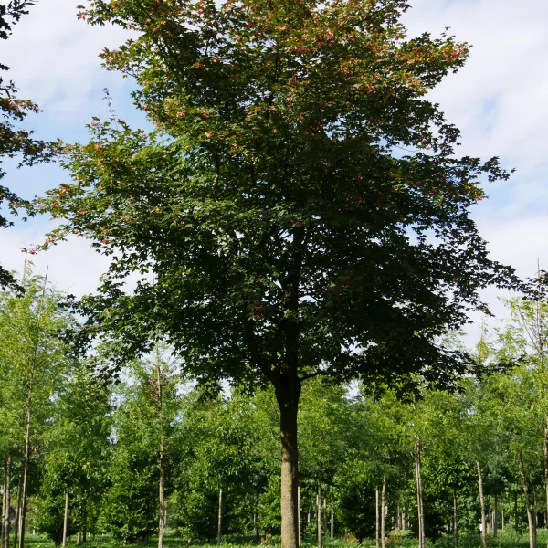 Acer ×zoeschense 'Annae' – javor Zöschen 'Annae'