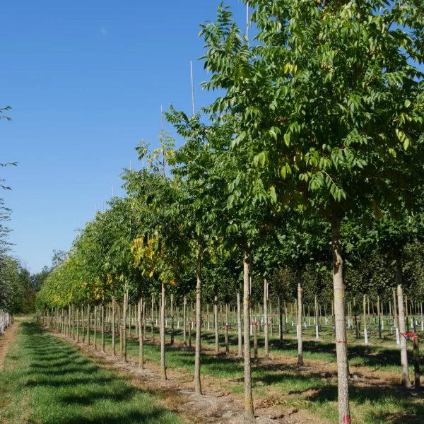 Phellodendron amurense – korkovník amurský