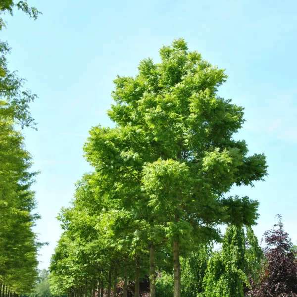 Phellodendron amurense var. lavallei – korkovník amurský var. lavallei