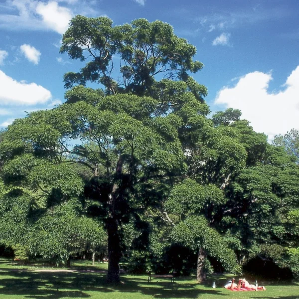 Phellodendron japonicum – korkovník japonský
