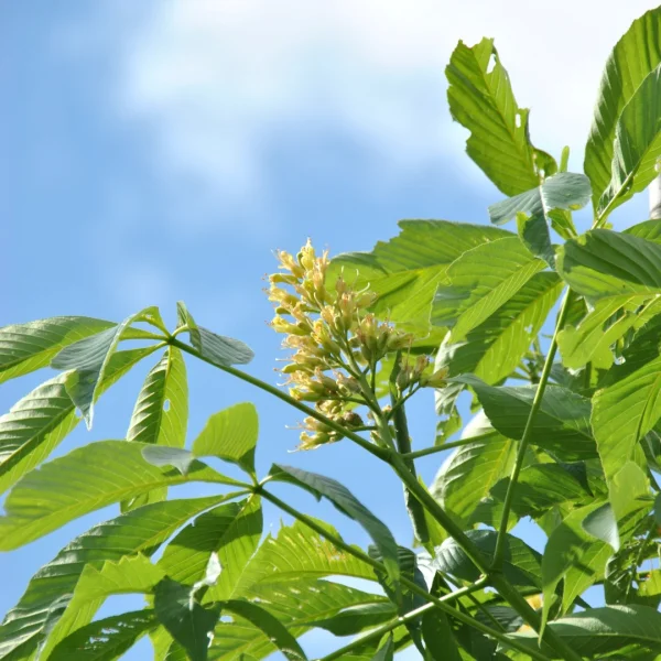 Aesculus 'Autumn Splendor' – jírovec 'Autumn Splendor'