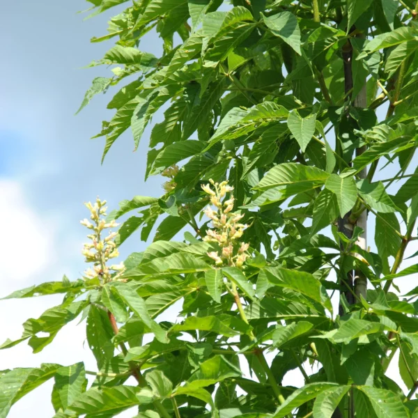 Aesculus 'Homestead' – jírovec 'Homestead'