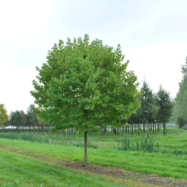 Platanus ×hispanica 'Alphen's Globe' – platan javorolistý  'Alphen's Globe'