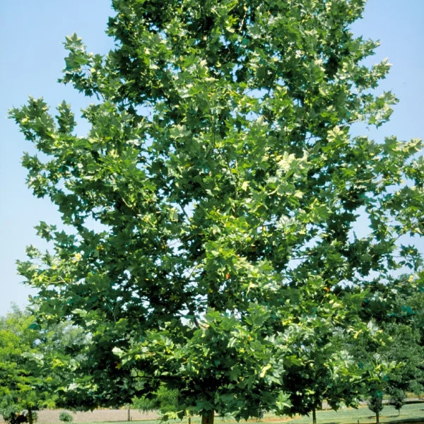 Platanus ×hispanica 'Bloodgood' – platan javorolistý  'Bloodgood'