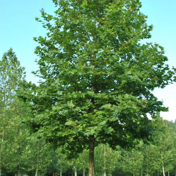 Platanus ×hispanica 'Huissen' – platan javorolistý  'Huissen'