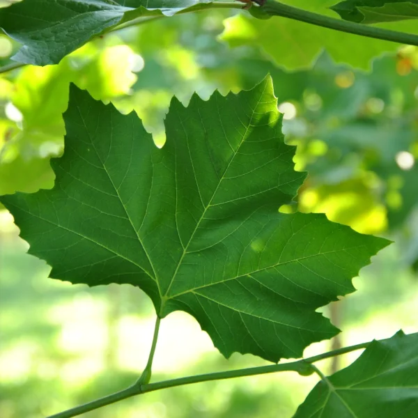 Platanus ×hispanica 'Louisa Lead' – platan javorolistý  'Louisa Lead'