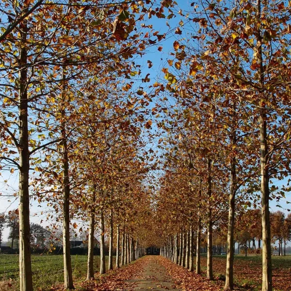 Platanus ×hispanica 'Malburg' – platan javorolistý 'Malburg'