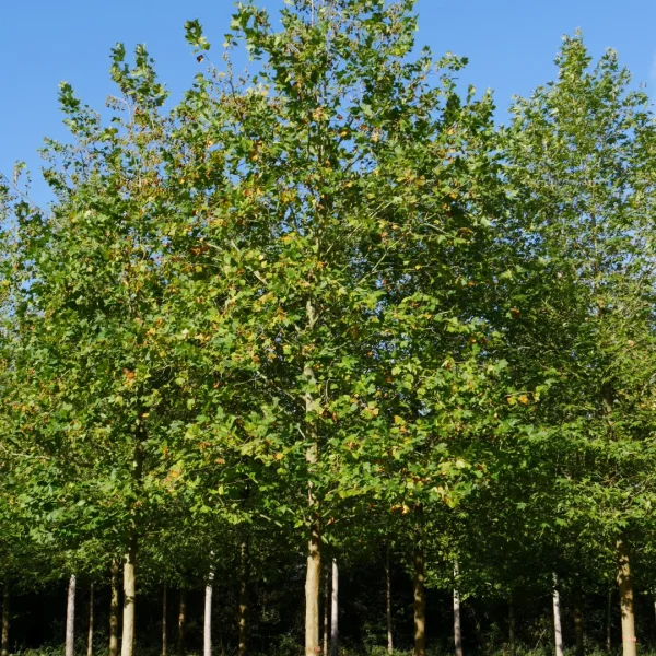 Platanus ×hispanica 'Mr X' – platan javorolistý  'Mr X'
