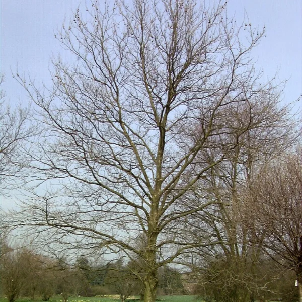 Platanus ×hispanica 'Pyramidalis' – platan javorolistý  'Pyramidalis'