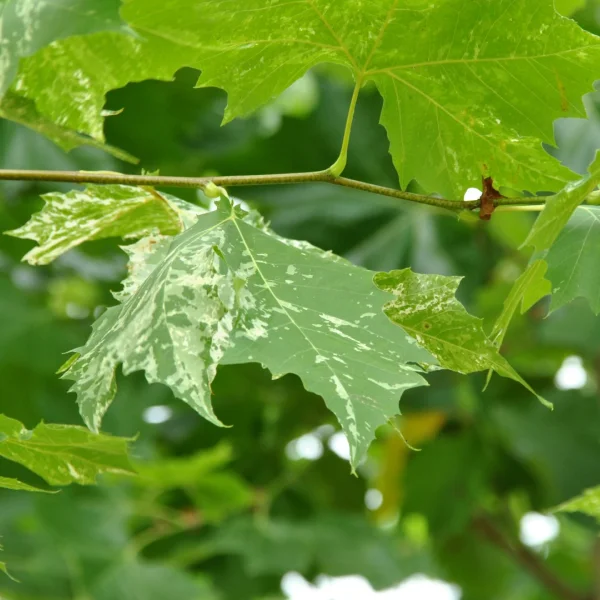 Platanus ×hispanica 'Suttneri' – platan javorolistý 'Suttneri'