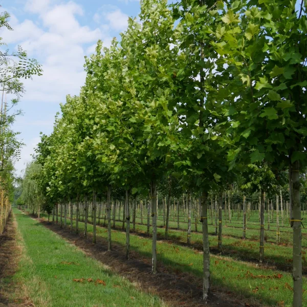 Platanus ×hispanica 'Tremonia' – platan javorolistý 'Tremonia'