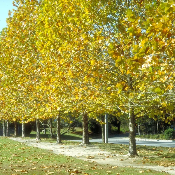 Platanus occidentalis – platan západní