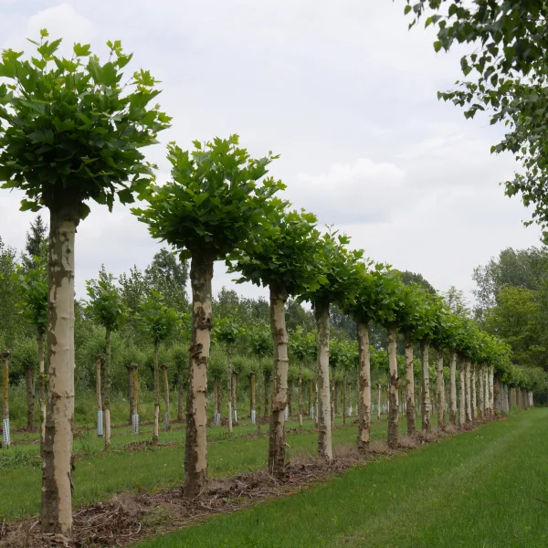Platanus orientalis – platan východní