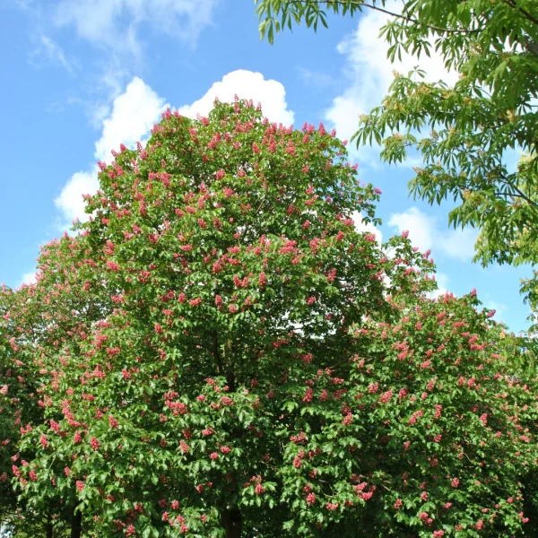 Aesculus ×carnea 'Briotii' – jírovec pleťový 'Briotii'