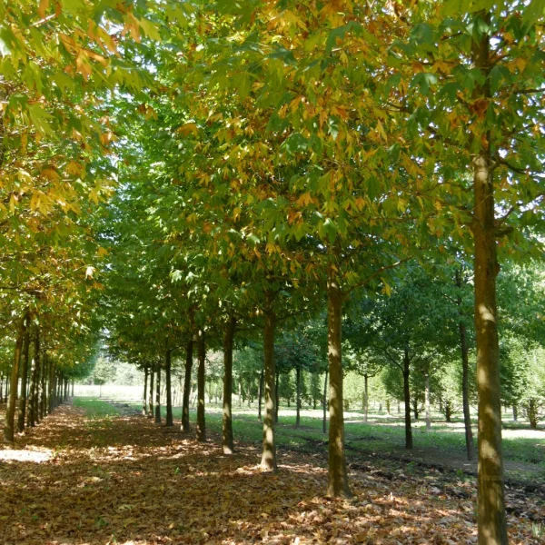Platanus orientalis var. cuneata – platan východní var. cuneata