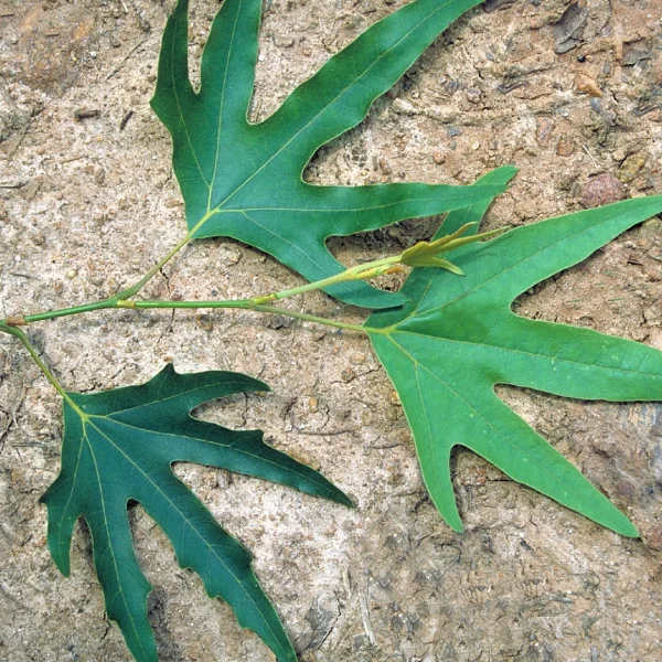 Platanus orientalis 'Digitata' – platan východní 'Digitata'