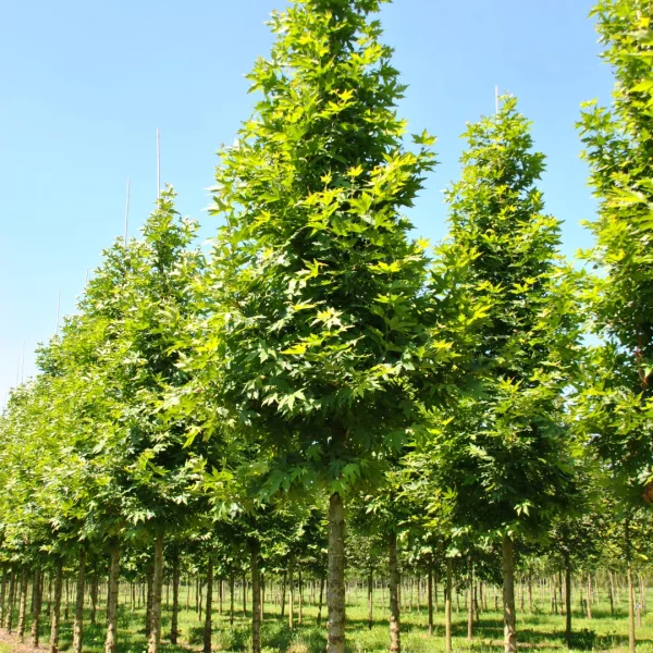 Platanus orientalis 'Minaret' – platan východní 'Minaret'