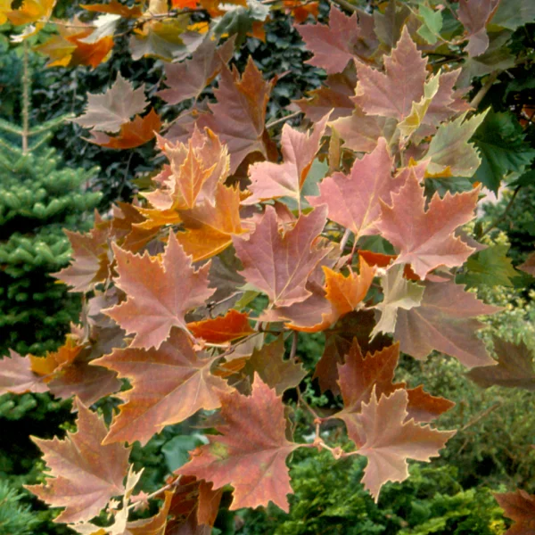 Platanus orientalis 'Mirkovec' – platan východní 'Mirkovec'