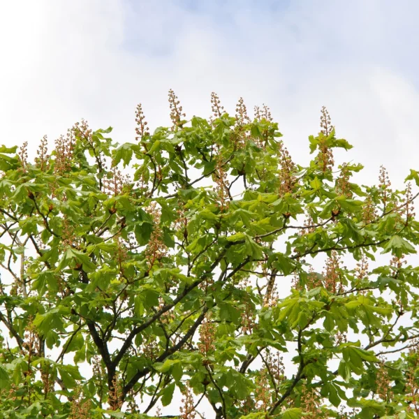 Aesculus ×carnea 'Plantierensis' – jírovec pleťový 'Plantierensis'
