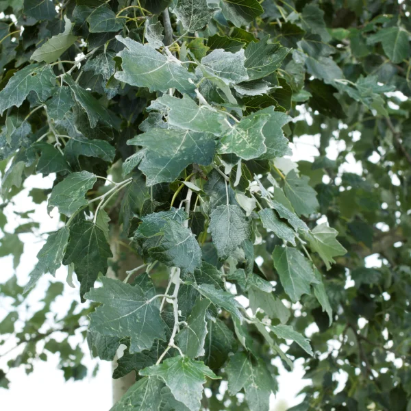 Populus alba 'Raket' – topol bílý 'Raket'