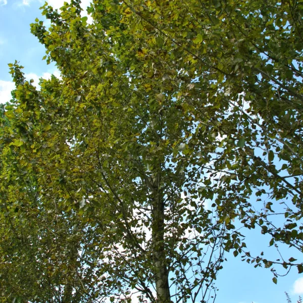 Populus ×berolinensis – topol berlínský
