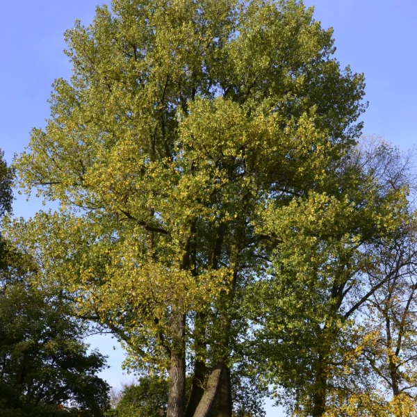 Populus ×canadensis – topol kanadský