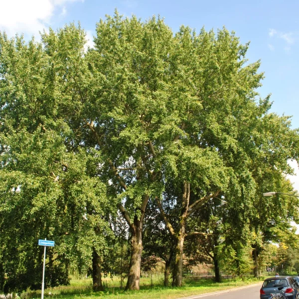 Populus ×canescens – topol šedý  'Spijk'