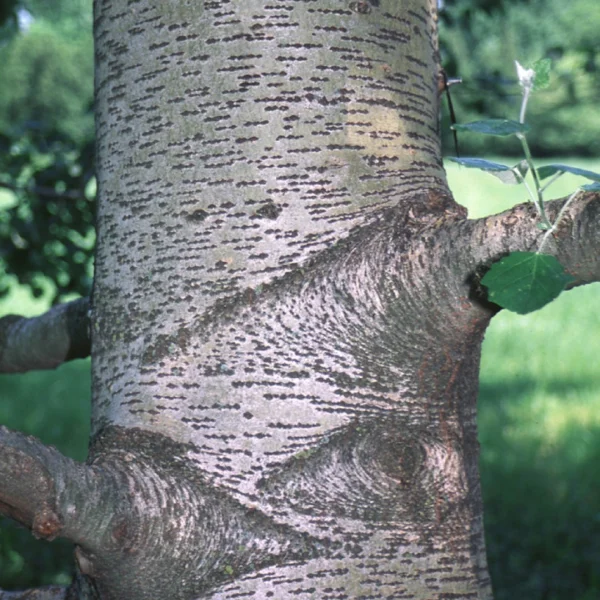 Populus ×canescens 'Enniger' – topol šedý  'Enniger'