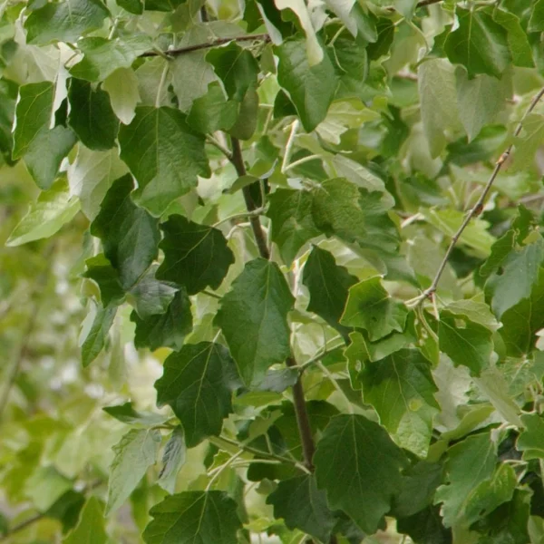 Populus ×canescens 'Honthorpa' – topol šedý  'Honthorpa'