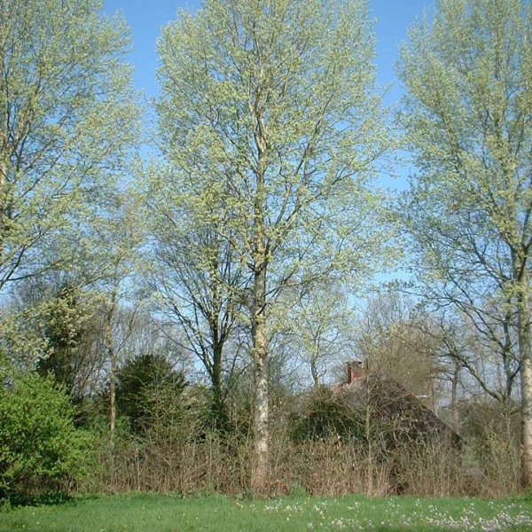 Populus ×canescens 'Schubu' – topol šedý 'Schubu'