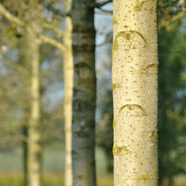 Populus ×canescens 'Witte van Haamstede' – topol šedý  'Witte van Haamstede'