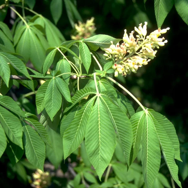 Aesculus flava – jírovec žlutý